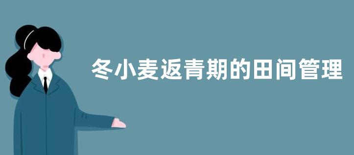 冬小麦返青期的田间管理方案，返青期的主攻目标是促控结合，培育壮秆大穗