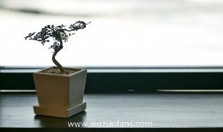 客厅摆放罗汉松好不好 客厅摆放罗汉松好吗