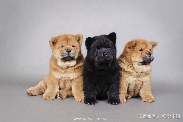 宠物狗的种类（狗狗的种类图片大全）