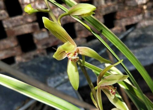 红虫颗粒饵料怎么挂钩？附其适钓鱼情和效果论述