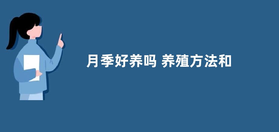月季好养吗 养殖方法和养护要点