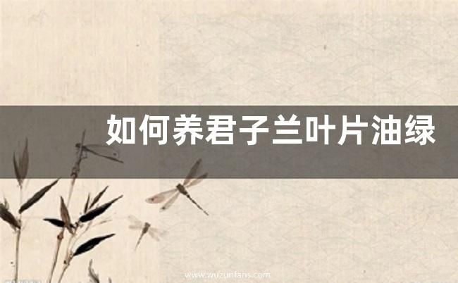如何养君子兰叶片油绿  有哪些注意事项