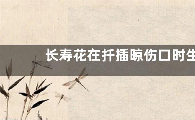 长寿花在扦插晾伤口时生出了根是怎么回事