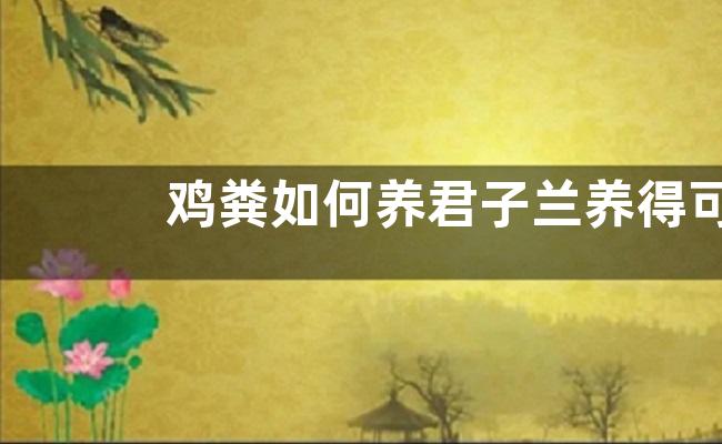 鸡粪如何养君子兰养得可旺了