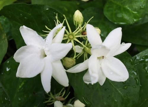 茉莉夏季怎么养长势喜人