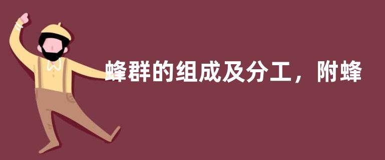蜂群的组成及分工，附蜂王产卵能力