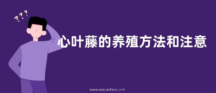 心叶藤的养殖方法和注意事项
