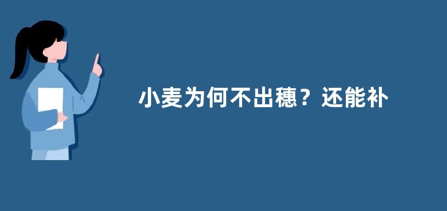 小麦为何不出穗？还能补救吗？注意要选购品种好的种子