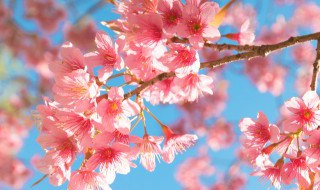 日本樱花怎么辨认好坏 如何辨认日本樱花好坏