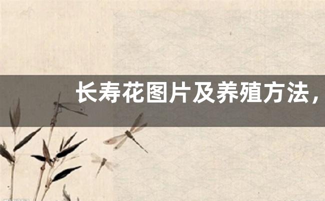 长寿花图片及养殖方法，注意事项