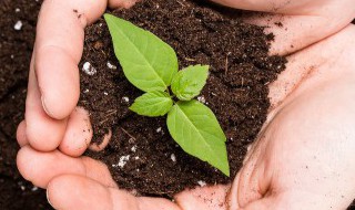 南方院子冬天种植物可以吗 南方院子冬天种植物是否可以
