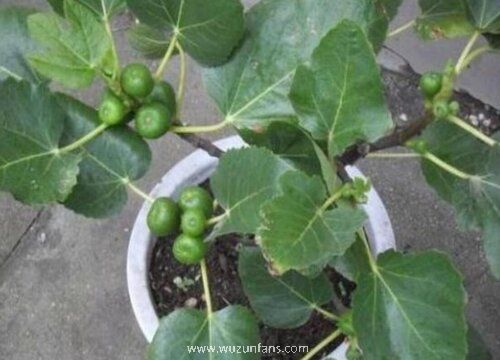 无花果根系不腐烂有哪些方法