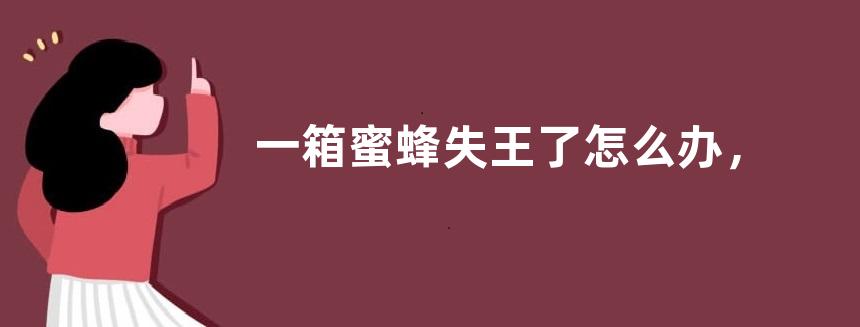一箱蜜蜂失王了怎么办，具体怎样操作