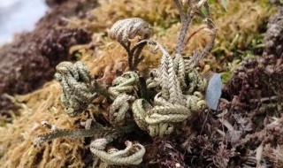 北方种植藤三七冬天可以吗 北方冬天可不可以种植藤三七