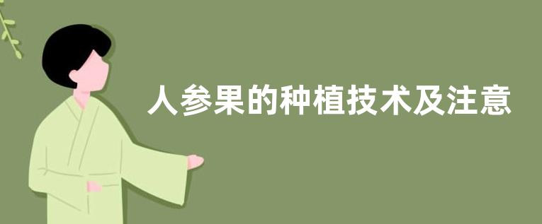 人参果的种植技术及注意事项有哪些？附病虫害防治和采收时间