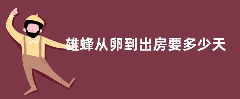 雄蜂从卵到出房要多少天，分别是哪些阶段