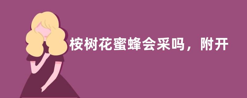 桉树花蜜蜂会采吗，附开花时间