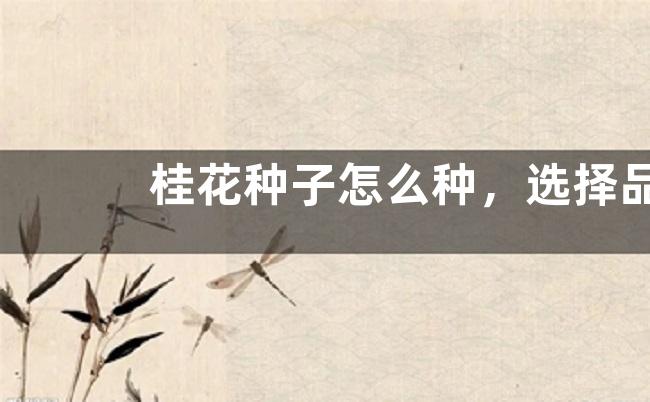 桂花种子怎么种，选择品质好的种子