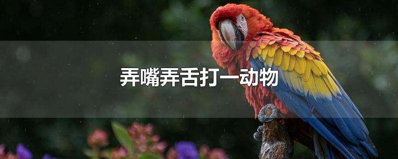 弄嘴弄舌打一动物