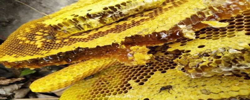 蜂巢蜜真的有假的吗？蜂巢蜜是如何鉴别的？
