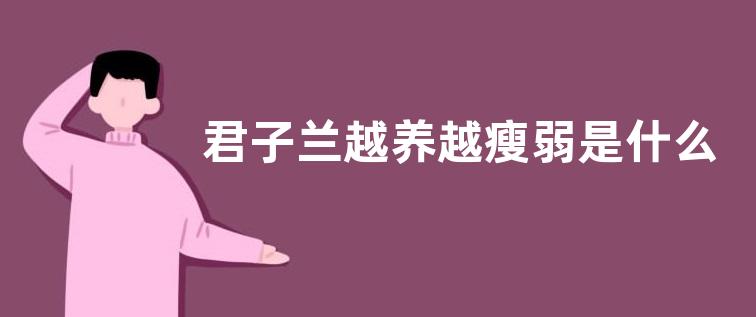 君子兰越养越瘦弱是什么原因