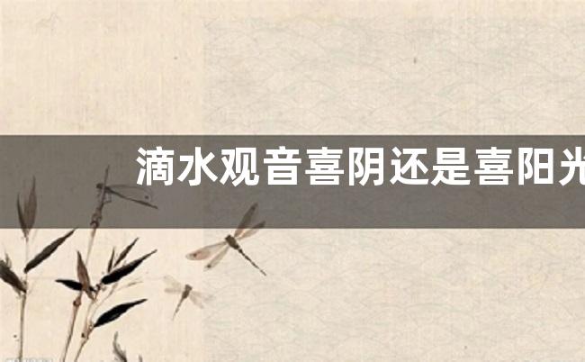 滴水观音喜阴还是喜阳光的植物
