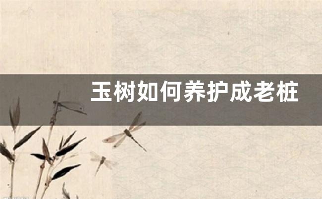 玉树如何养护成老桩