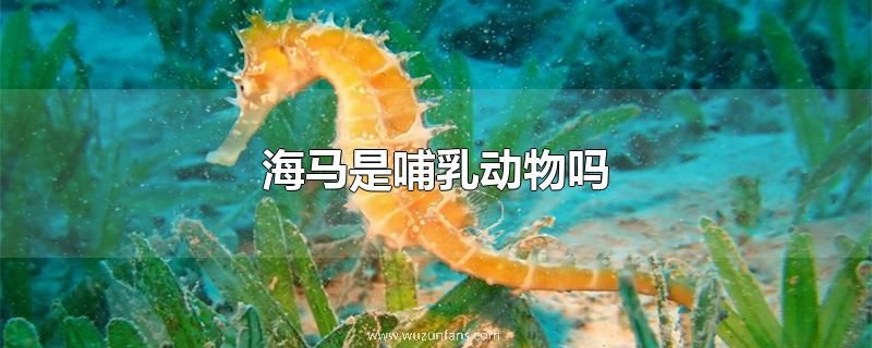 海马是哺乳动物吗