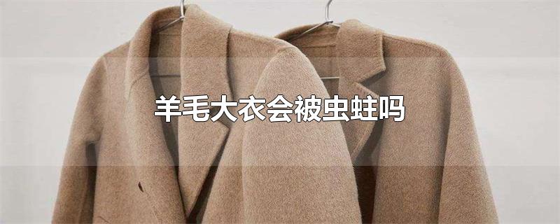 羊毛大衣会被虫蛀吗