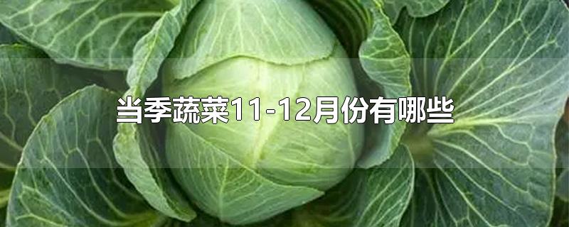 当季蔬菜11-12月份有哪些