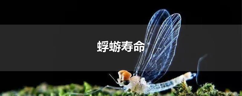 蜉蝣寿命