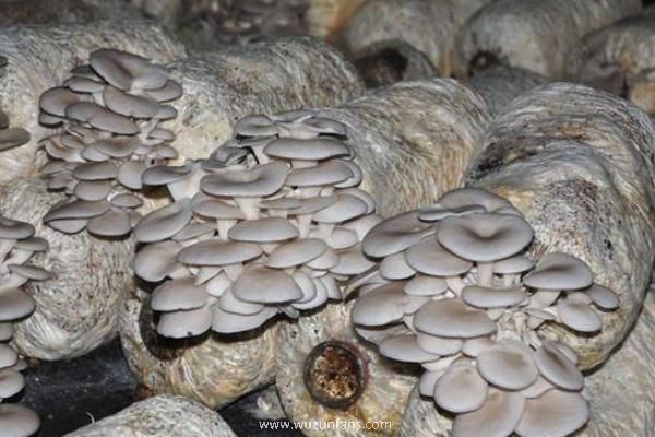 平菇栽培技术，长满菌丝后每天需换气1小时
