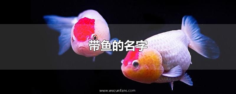 带鱼的名字