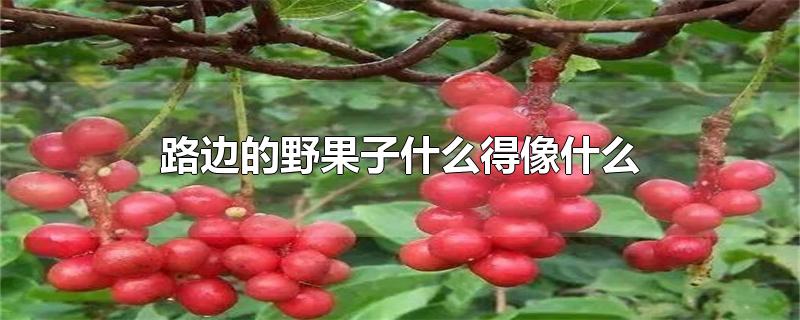 路边的野果子什么得像什么