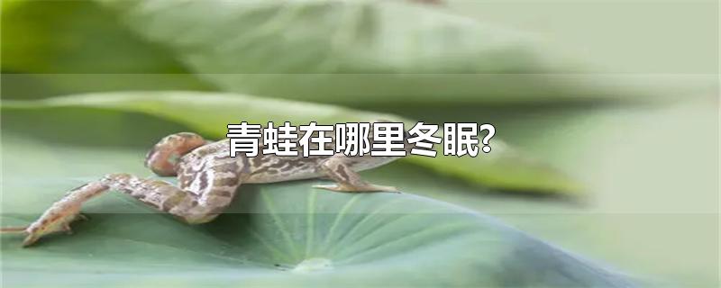 青蛙在哪里冬眠?