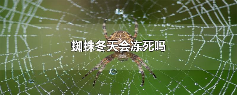 蜘蛛冬天会冻死吗