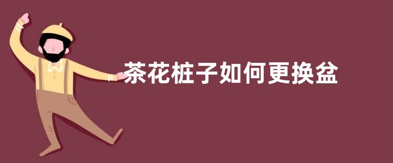 茶花桩子如何更换盆