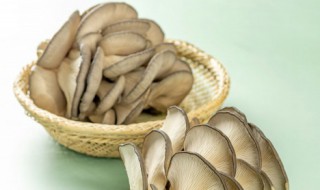 平头菇在家种植方法 平菇怎么种植方法家种
