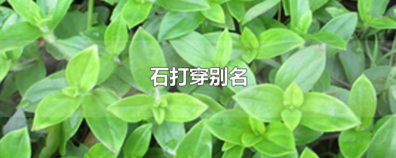 石打穿别名