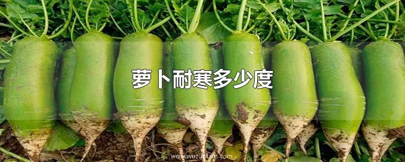 萝卜耐寒多少度