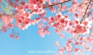 日本的英语怎么说 日本的英语是什么