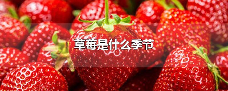 草莓是什么季节