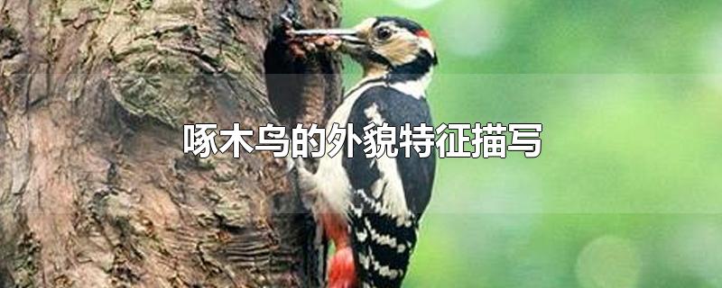 啄木鸟的外貌特征描写