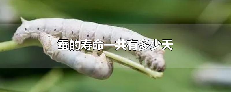 蚕的寿命一共有多少天