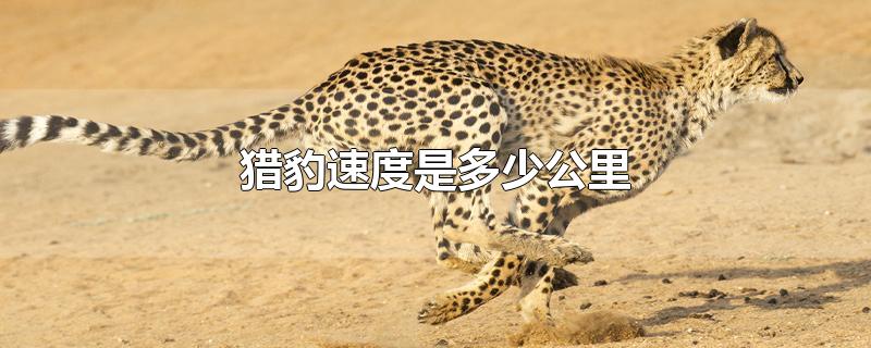 猎豹速度是多少公里
