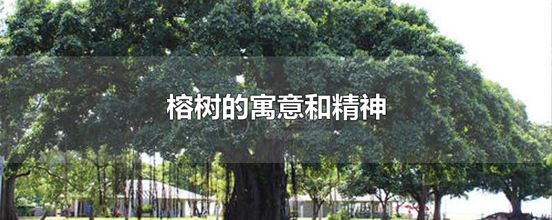 榕树的寓意和精神