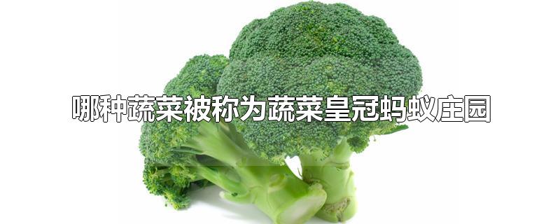哪种蔬菜被称为蔬菜皇冠蚂蚁庄园