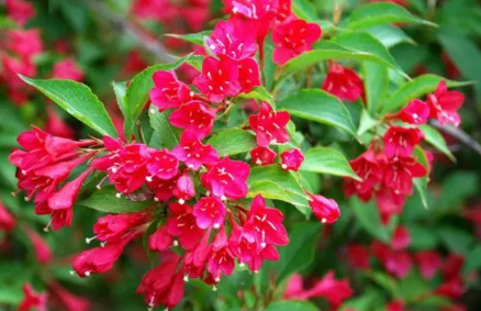 锦带花有休眠期吗