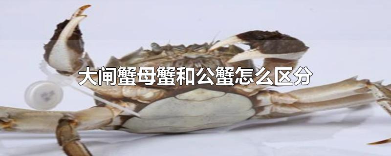 大闸蟹母蟹和公蟹怎么区分