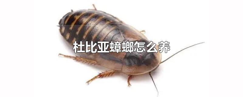 杜比亚蟑螂怎么养